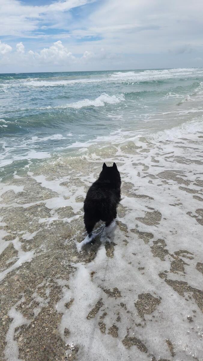 Dog playing in the surf at the Jupiter Dog Beach