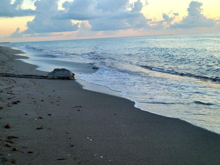 Beach by Loggerhead Marinelife Center in Juno Beach