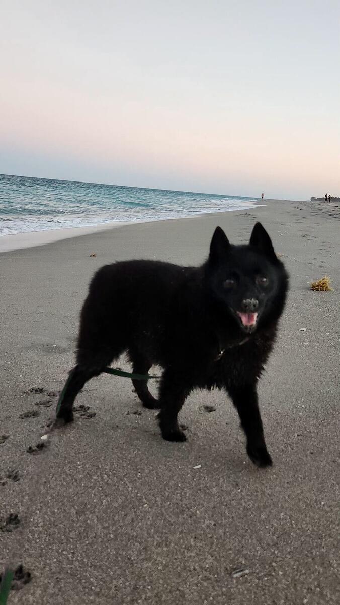 Dog on the sand at Jupiter Beach