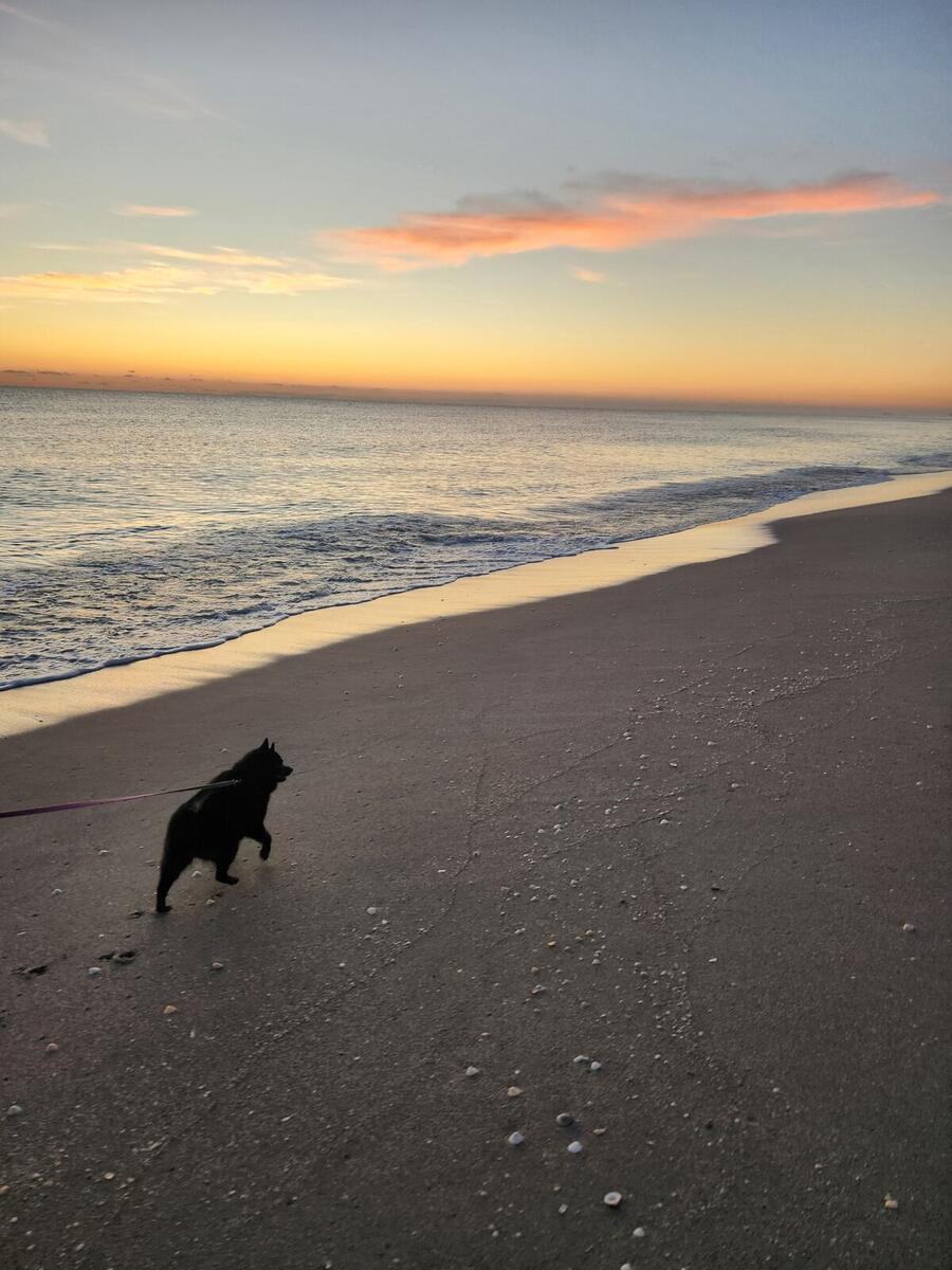 Dog on Jupiter Beach at sunrise